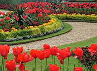 Tulipes (54) (Photo F. Mrugala)